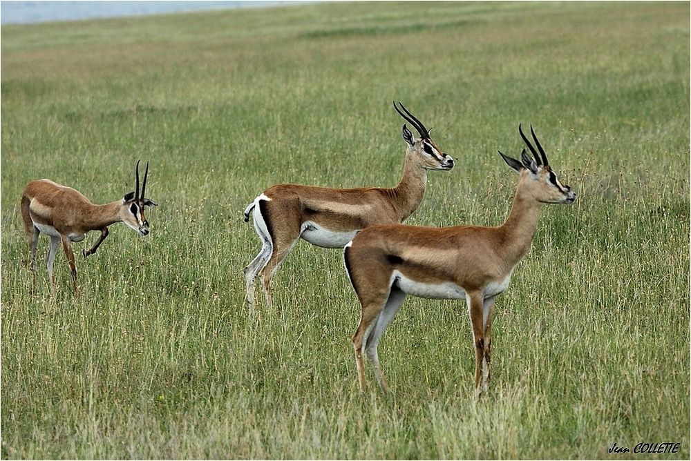 " Gazelles de Grant "