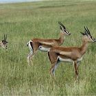 " Gazelles de Grant "