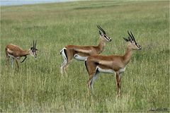 " Gazelles de Grant "