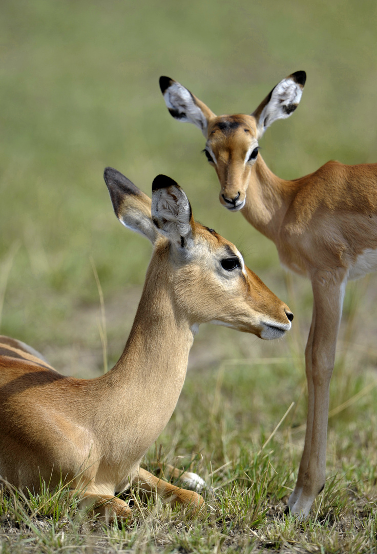 Gazelles Impala