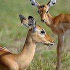 Gazelles Impala