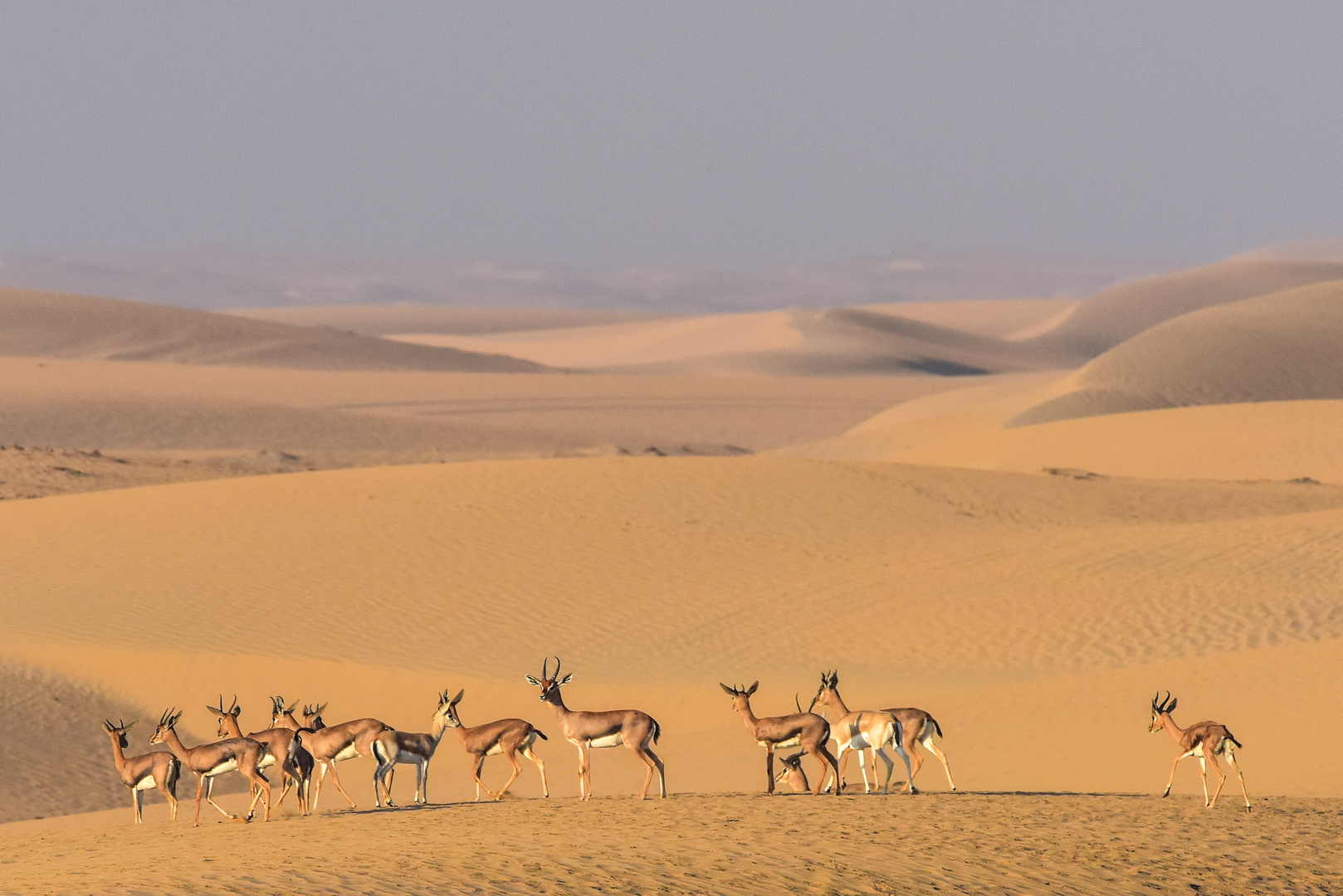 Gazelles in the Desert