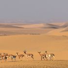 Gazelles in the Desert