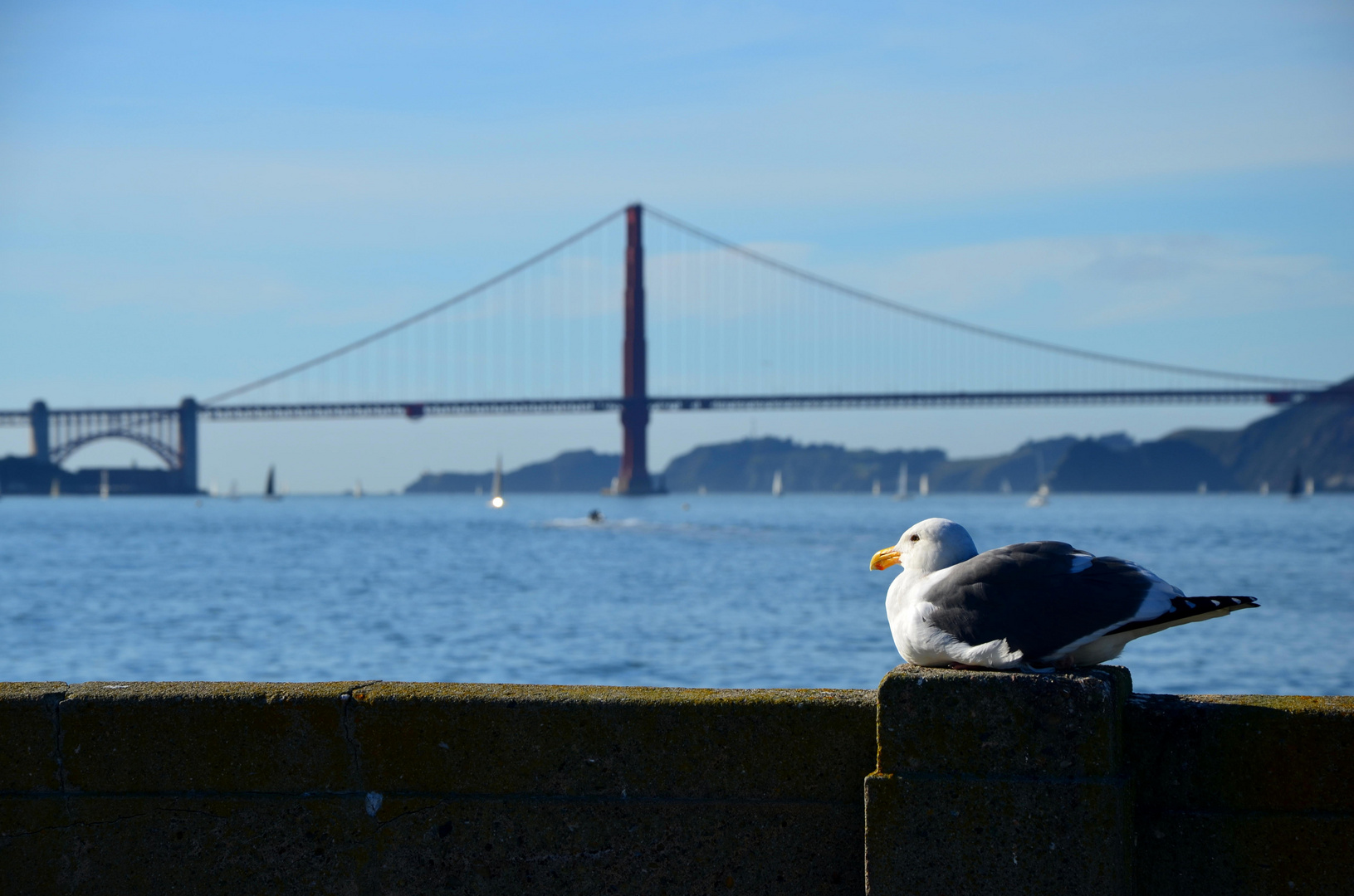 Gazing gull --- Larus occidentalis Audubon