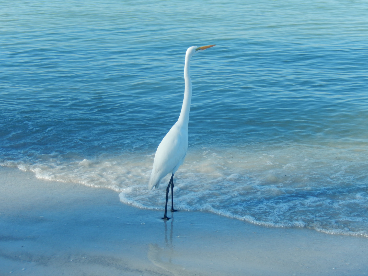 Gazing out over the ocean...