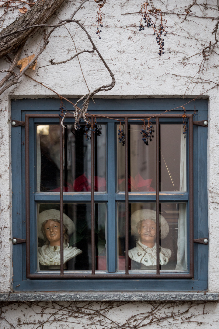 Gazing through the window 