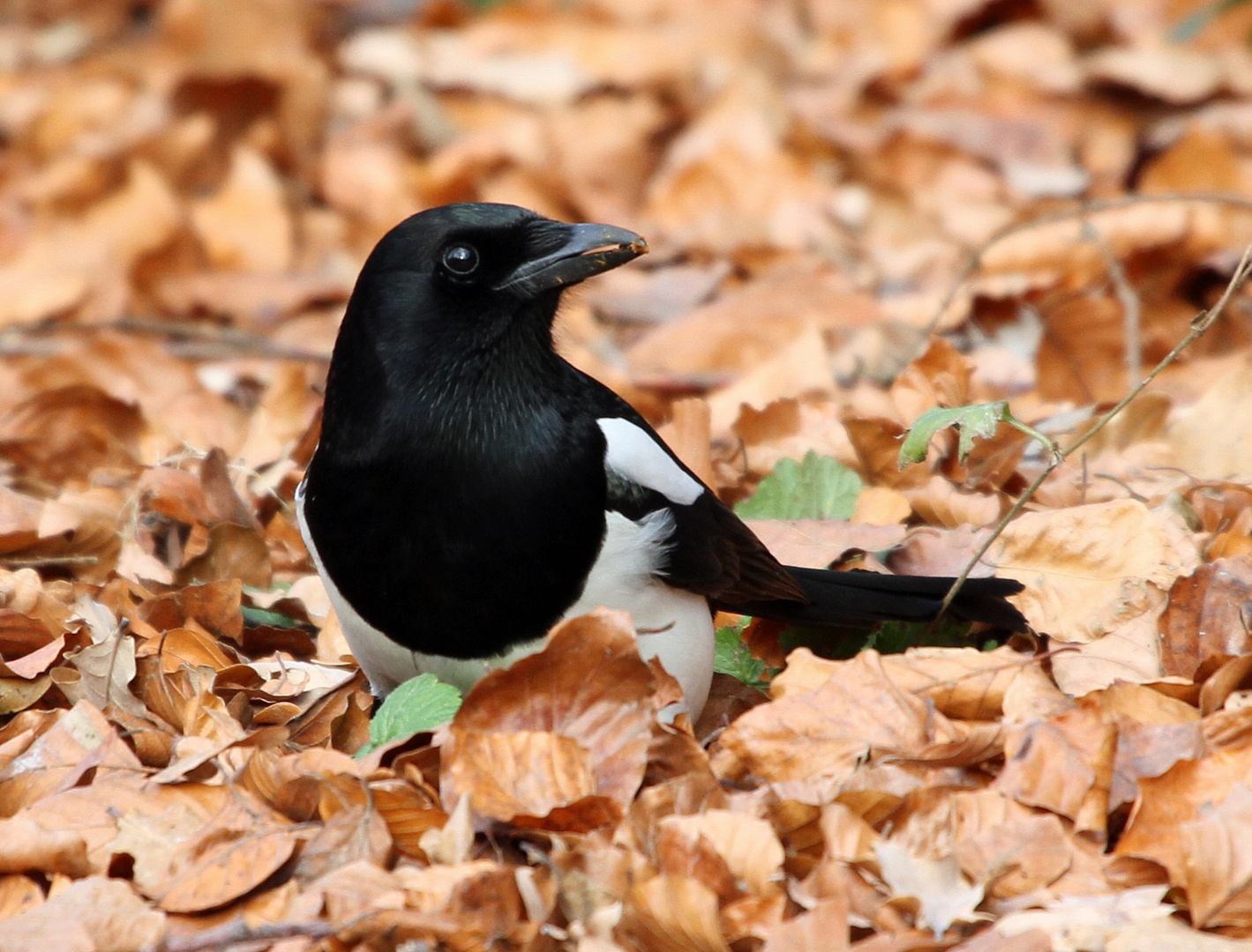 Gazza su un letto di foglie