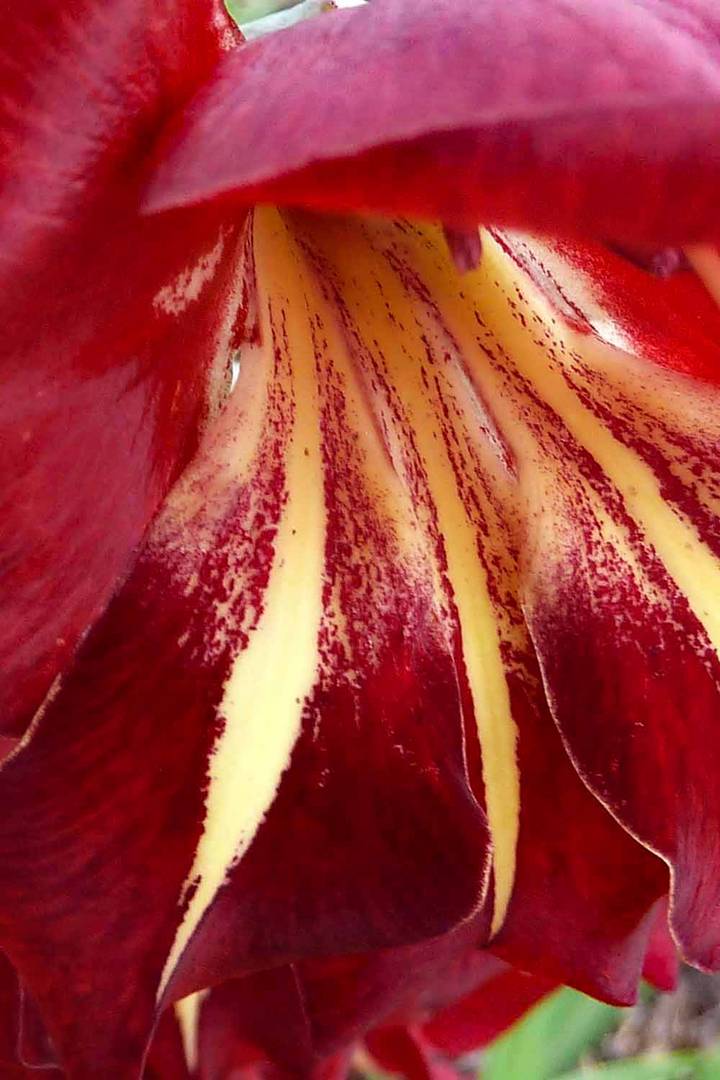 GB-2011-588-Rote Gladiole-Makro