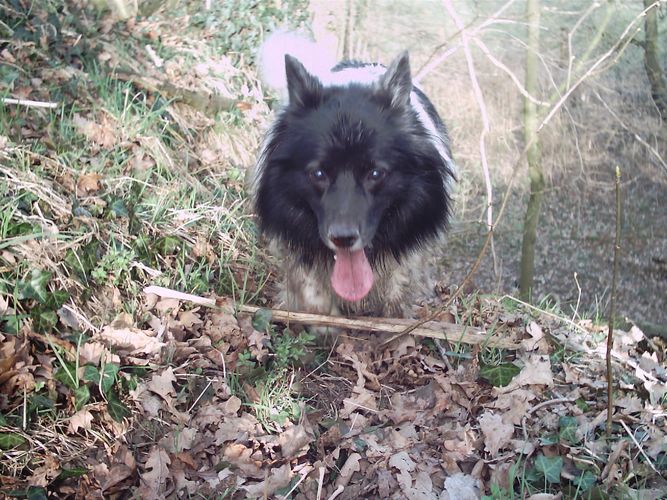 G´badet wird der Hund net!