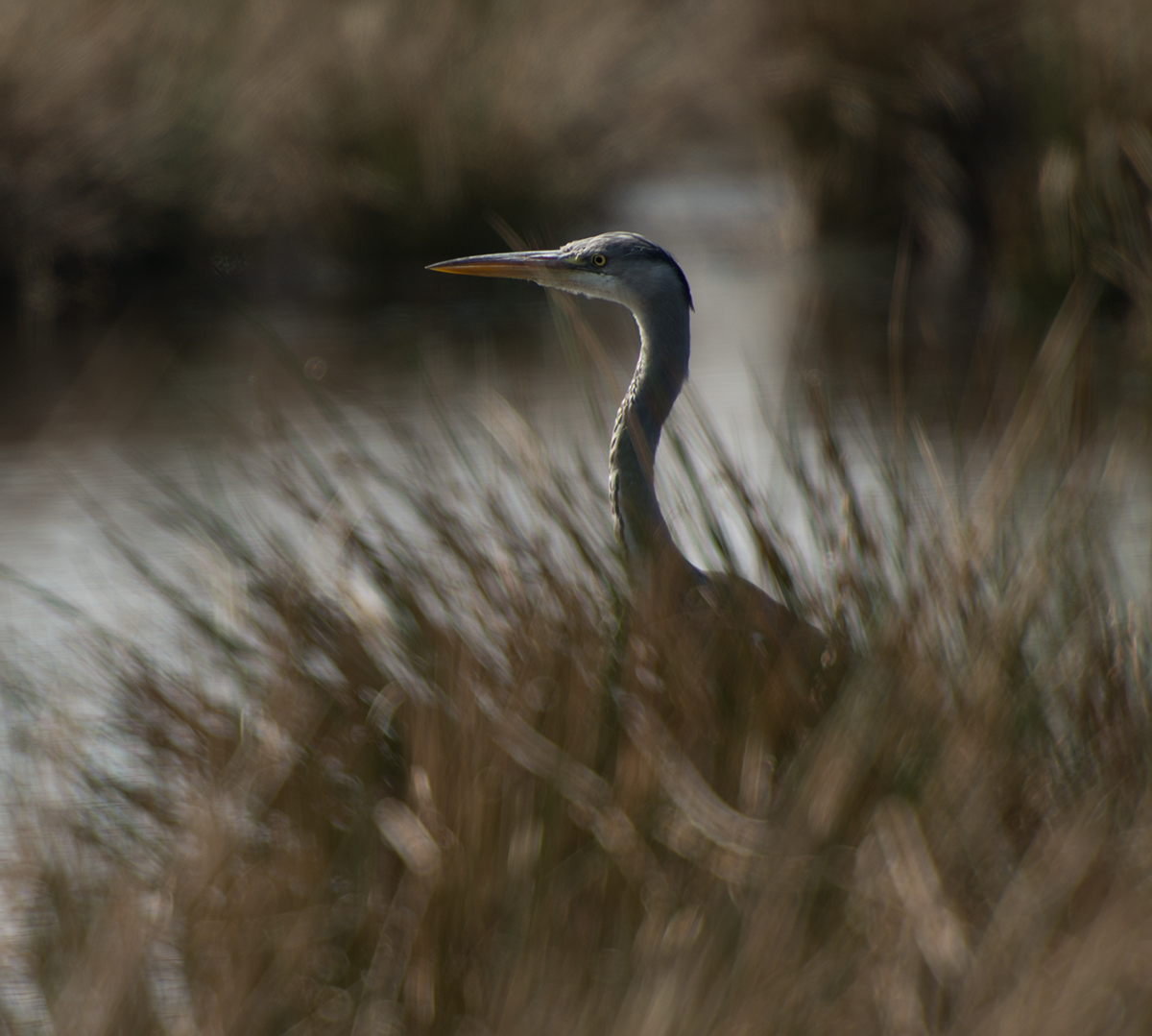 GBH great blue heron