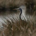 GBH great blue heron