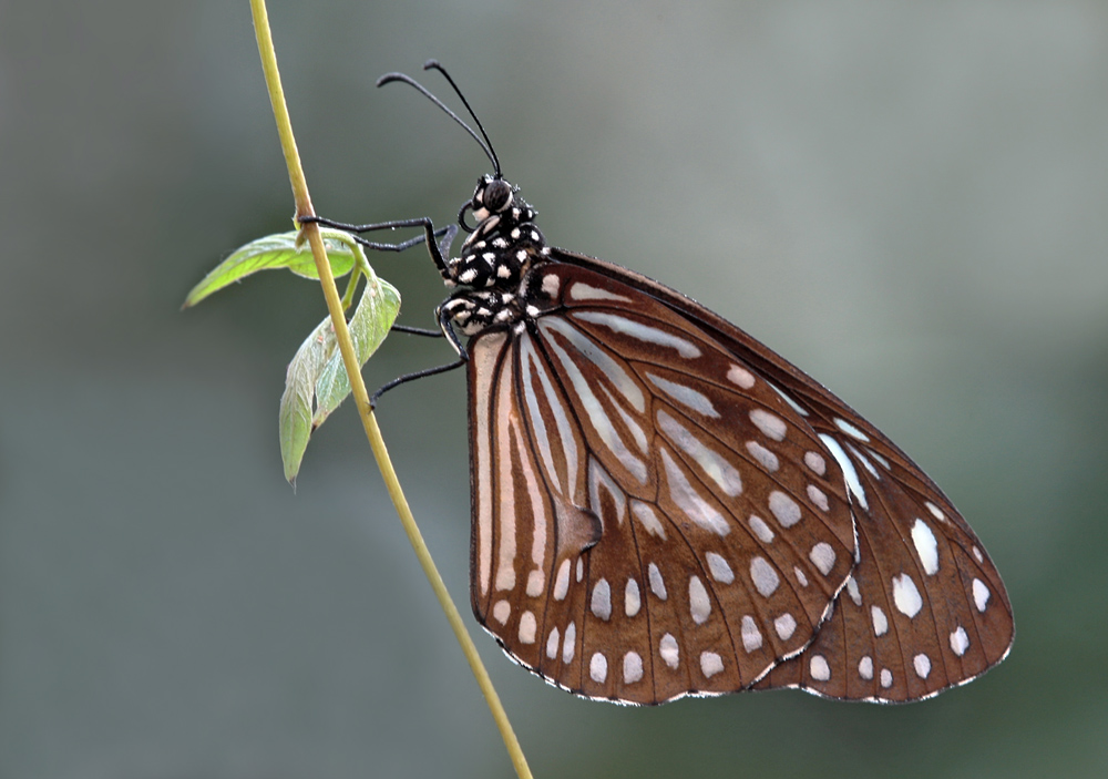 geändert:  Blauer Tiger (Tirumala limniace)