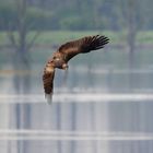 Geändert in Schwarzmilan