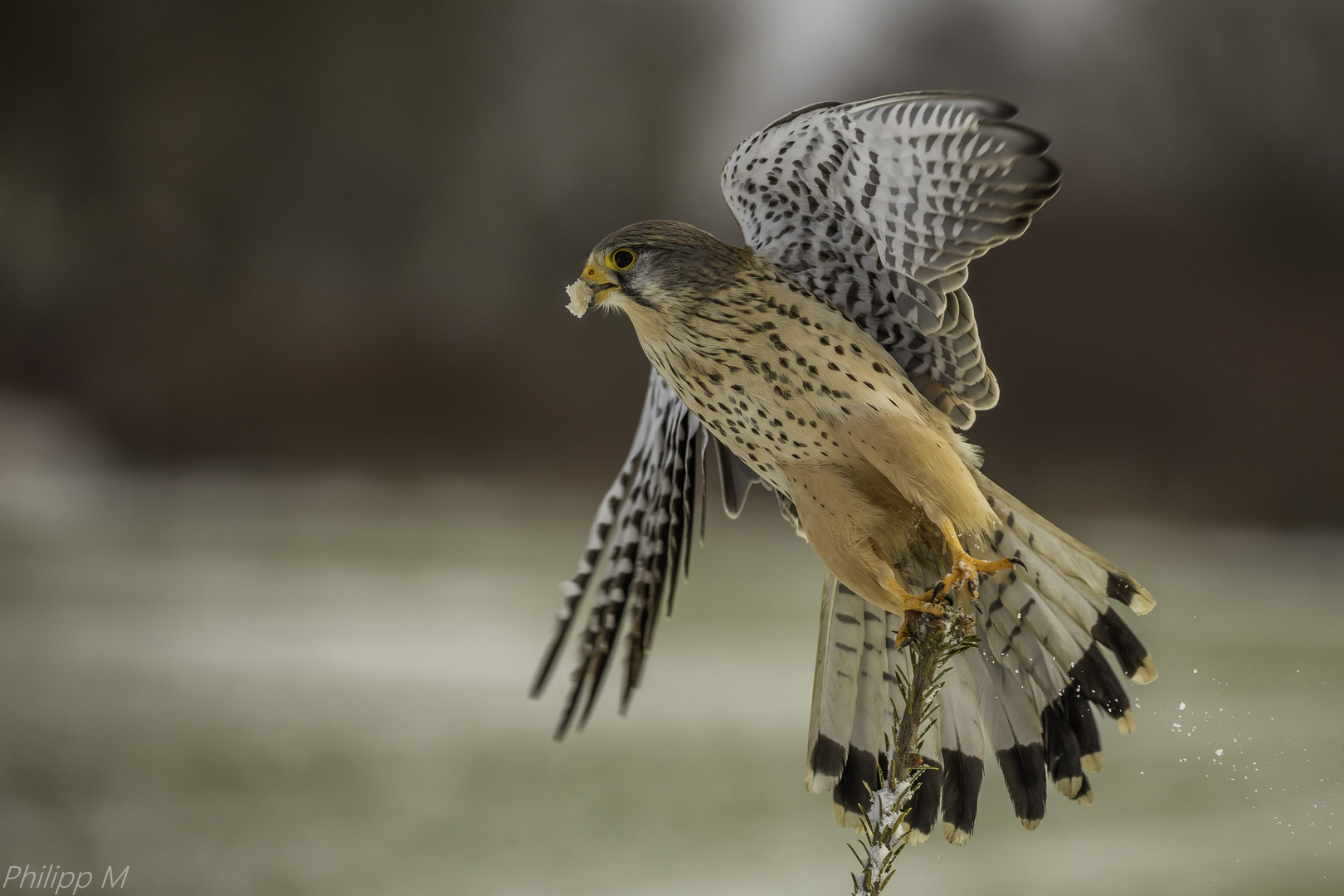 geänderte Version: für den Engel ein frostiger Brocken...