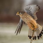 geänderte Version: für den Engel ein frostiger Brocken...