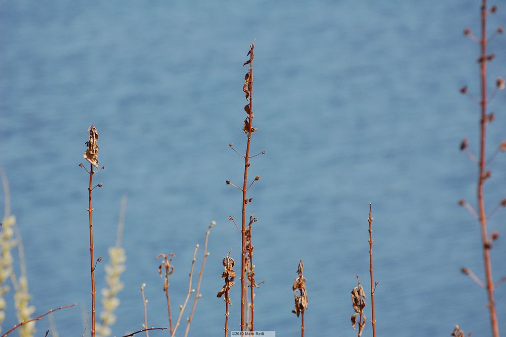 Geäst am See