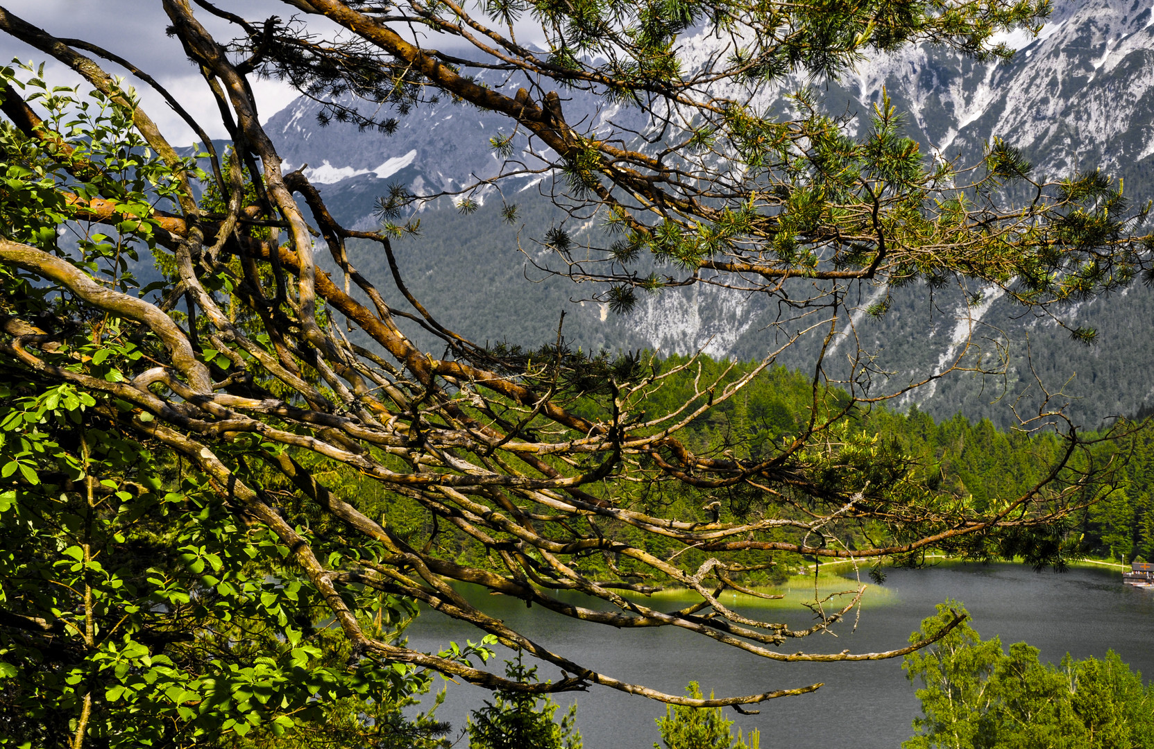 Geäst bei Garmisch