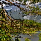 Geäst bei Garmisch