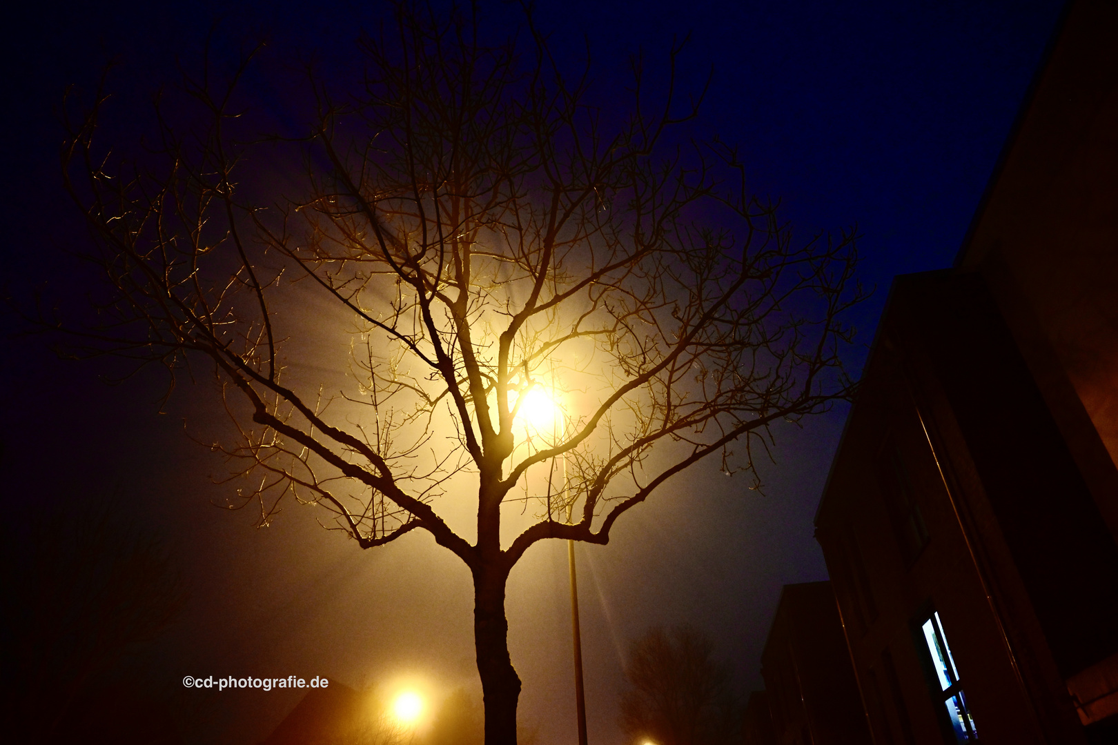 Geäst im Abendnebel