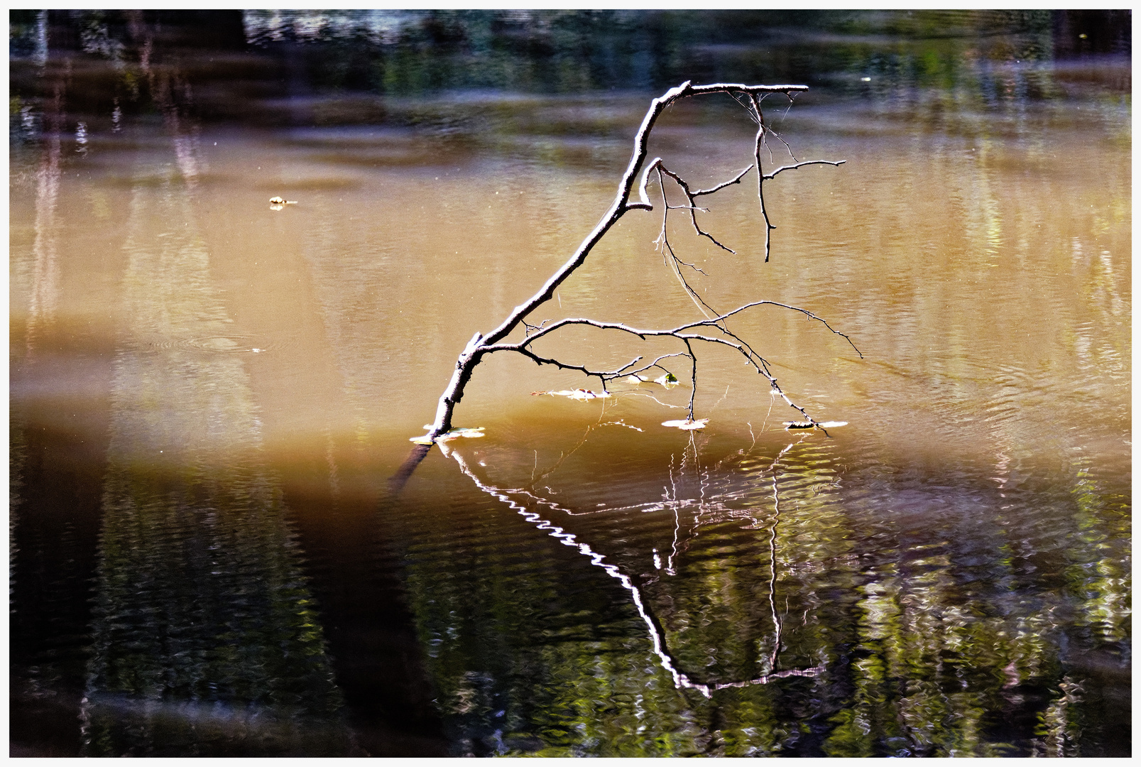 Geäst im See