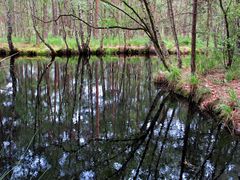 Geäst im See (3)