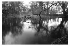 Geäst im Wasser