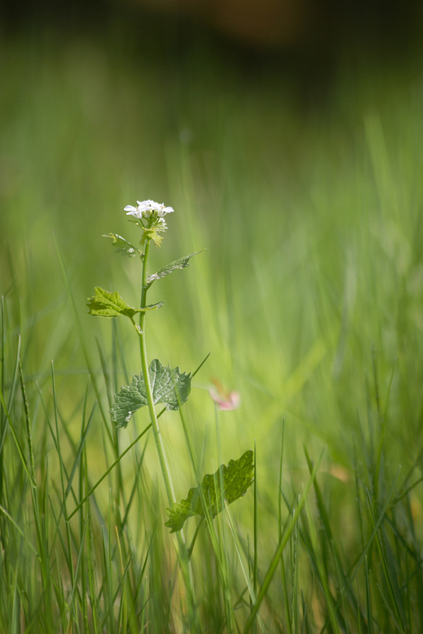 Geäst in der Natur