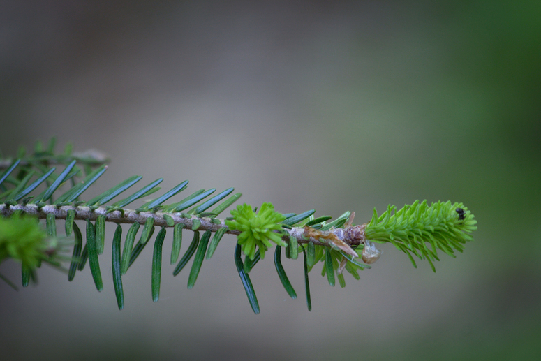 Geäst in der Natur