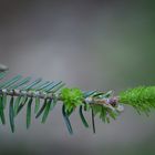 Geäst in der Natur