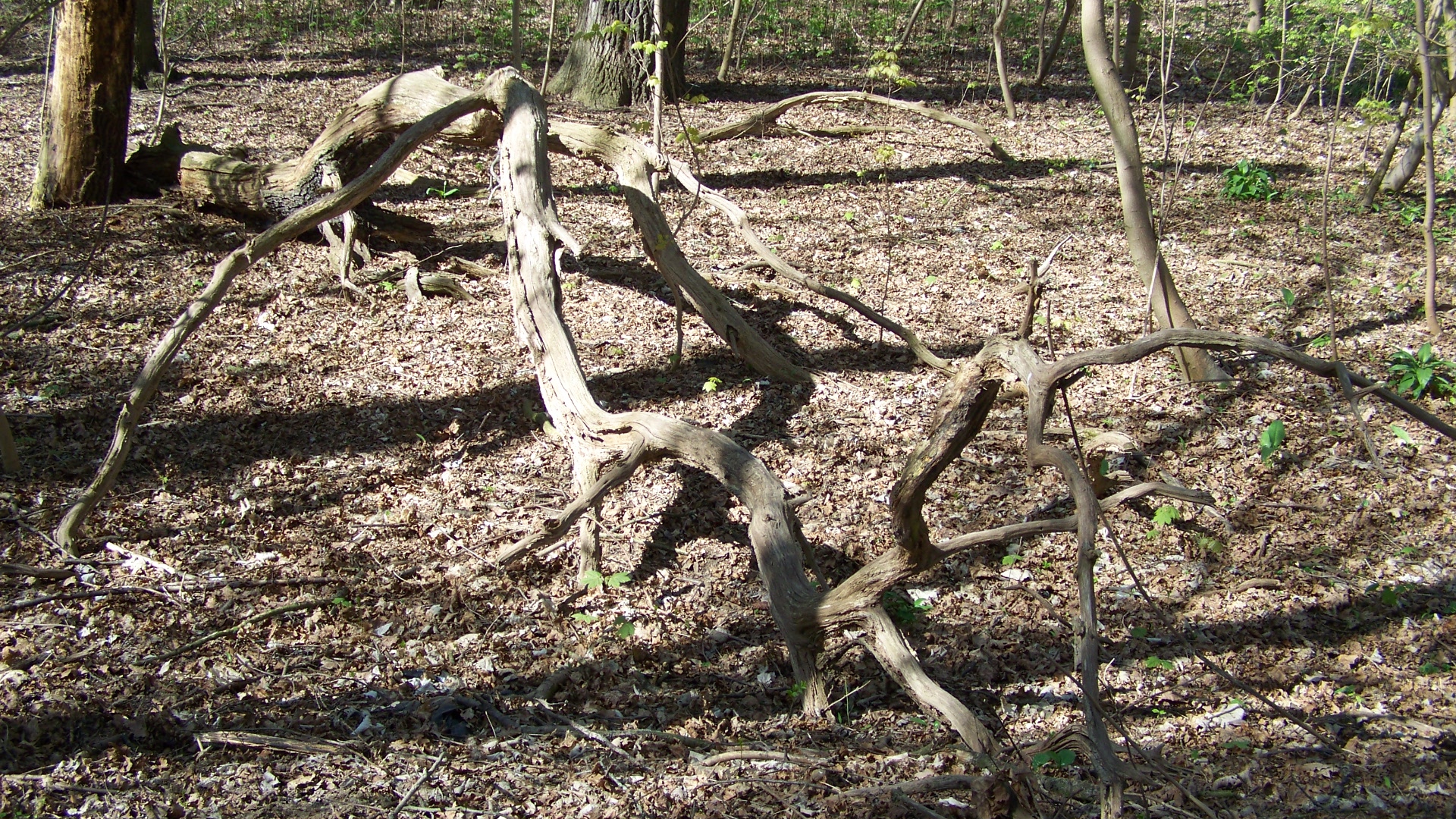 Geäst / la branche