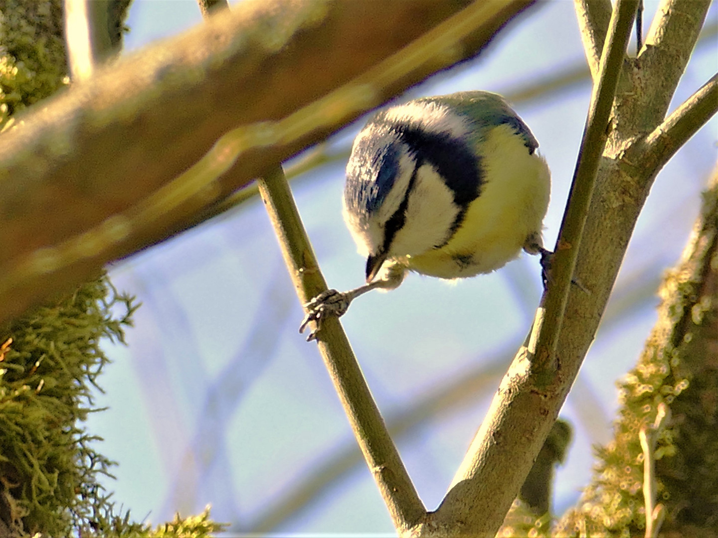 Geäst mit Blaumeise.