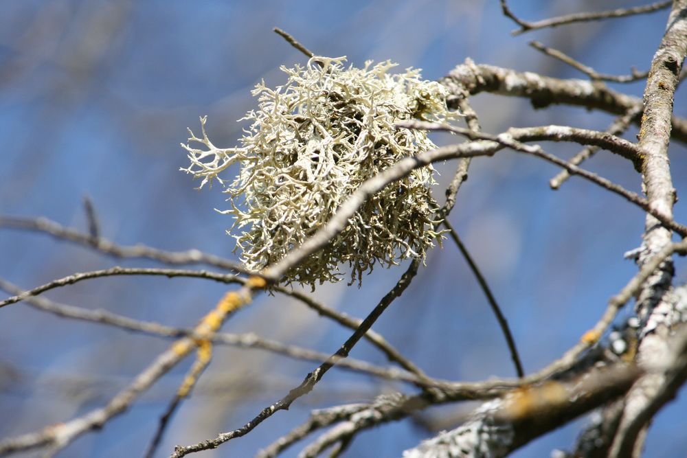 Geäst mit Pilz oder ähnlichem