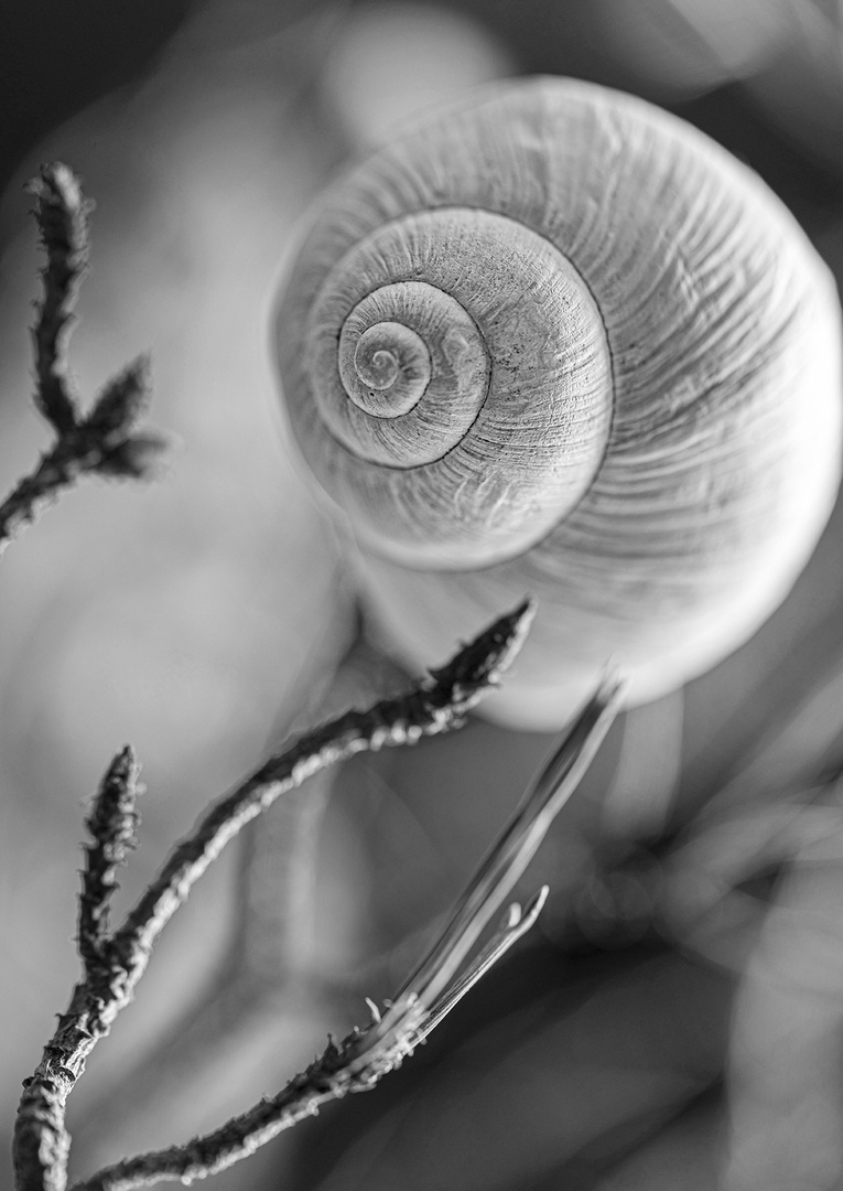 Geäst, Schnecke ...