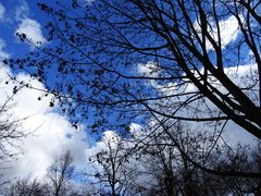 Geäst vor blauem Himmel