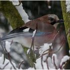 Geai / Blue Jay / Eichelhäher