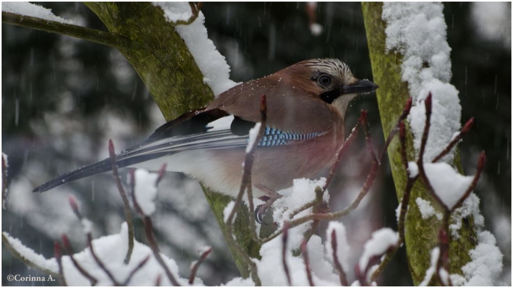 Geai / Blue Jay / Eichelhäher