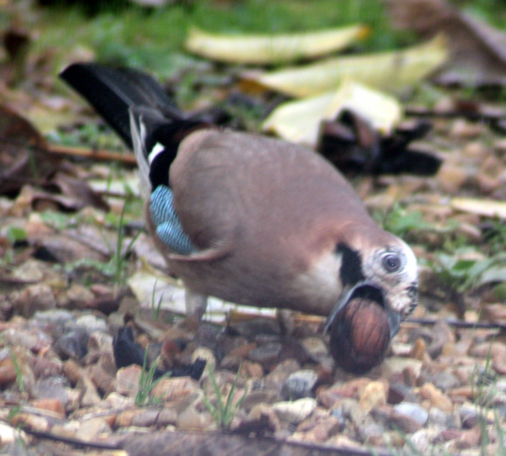 geai faim !