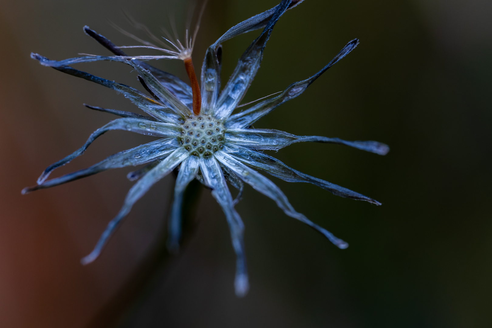 Gealterte Pusteblume