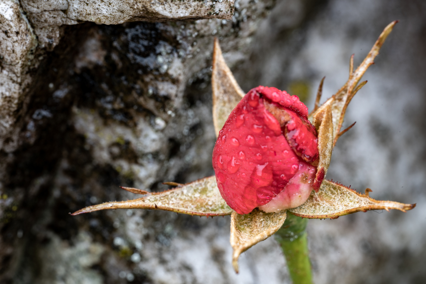 Gealterte Rose