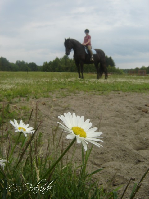 Géant d'ébène, entre azur et herbe