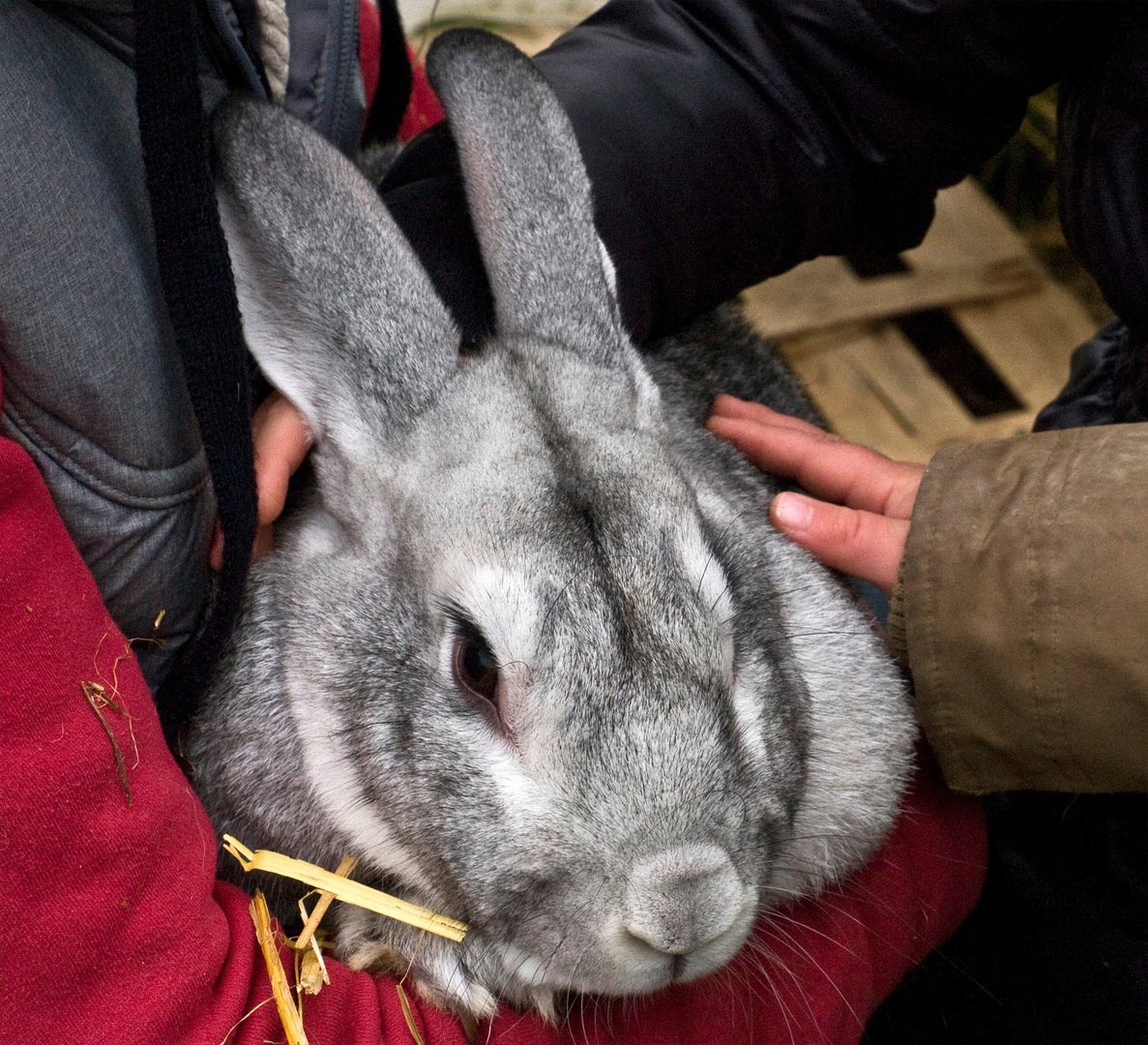 Géant des Flandres, un très joli lapin…