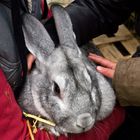 Géant des Flandres, un très joli lapin…