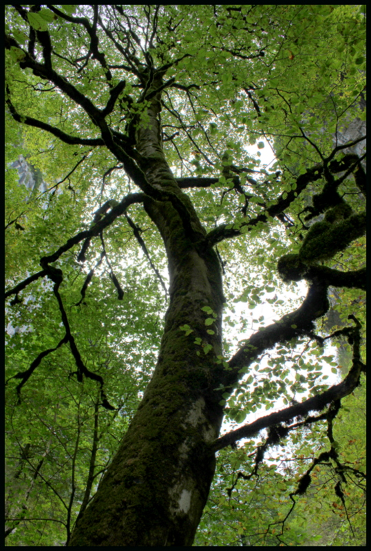 Géant Vert..............