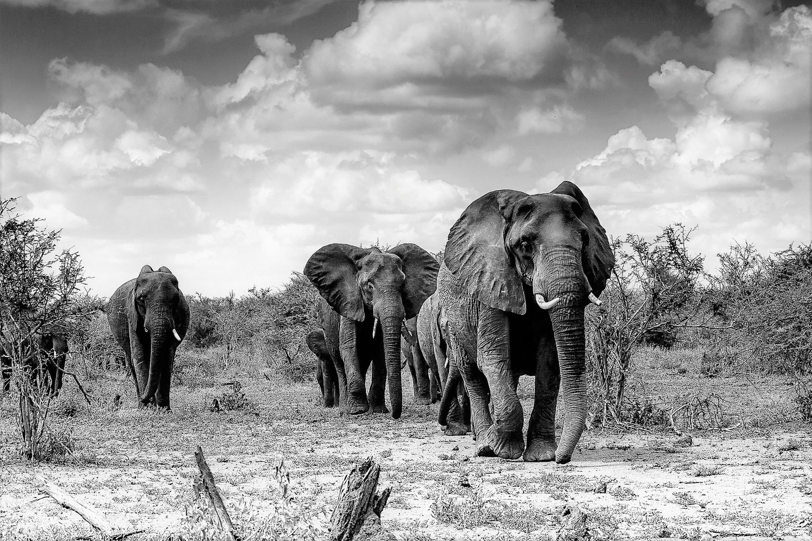 Géants d'Afrique