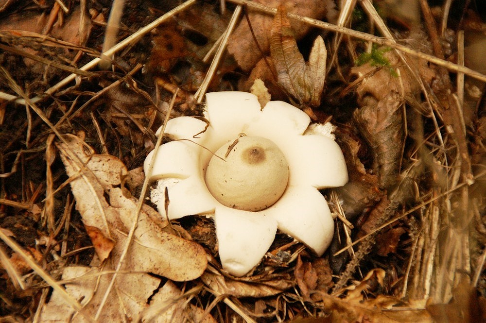 Geaster fimbriatus - Gewimperter Erdstern