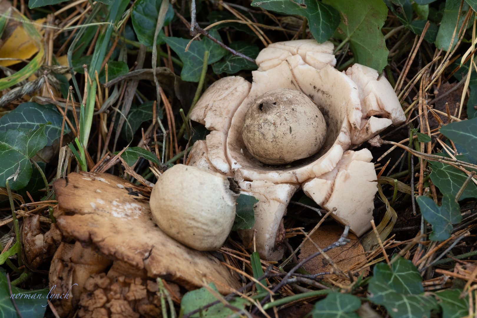 Geastrum