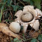 Geastrum