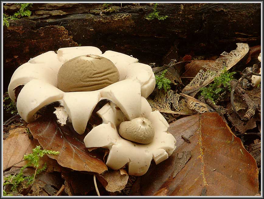 Geastrum fimbriatum (G. sessile)