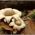 Geastrum fimbriatum (G. sessile)