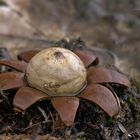 Geastrum floriforme